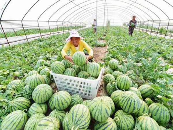 西瓜專用膜